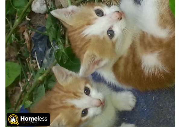 תמונה 3 ,חתולים אחר   גורים ג'ינג'ים חמודים למסירה בבני עי"ש