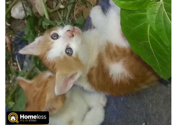 תמונה 4 ,חתולים אחר   גורים ג'ינג'ים חמודים למסירה בבני עי"ש
