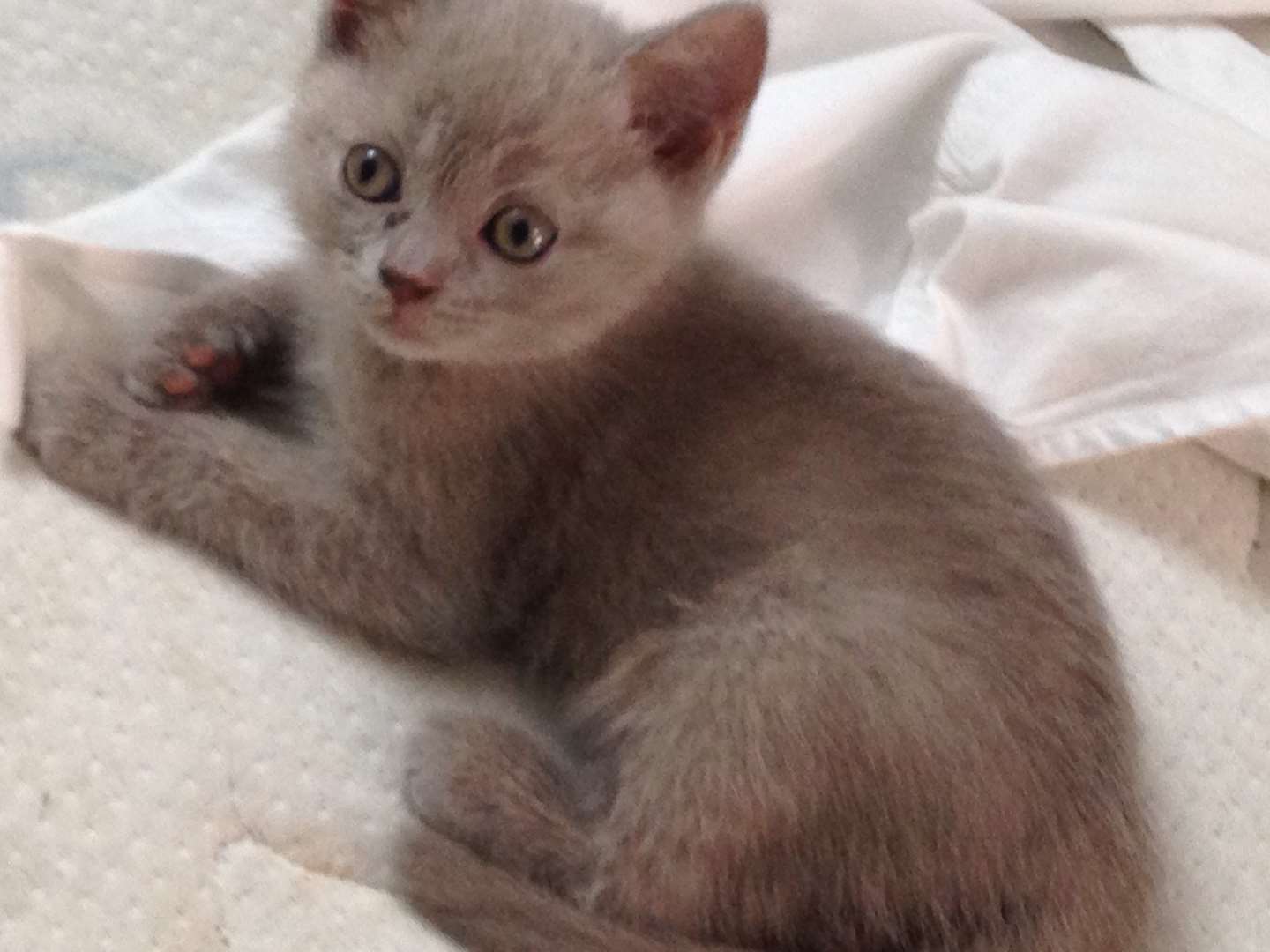 תמונה 3 ,חתולים בריטי קצר שיער   בצ׳י למכירה בפ״ת