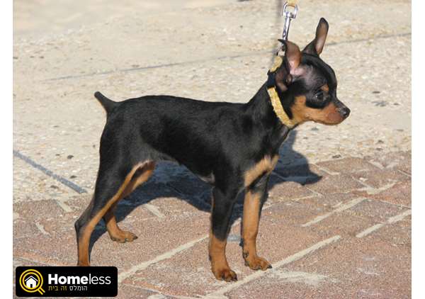 תמונה 1 ,כלבים טוי טרייר   טוי למכירה באשדוד