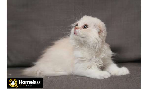 תמונה 1 ,חתולים Scotish Fold   ורה למכירה בפתח תקווה