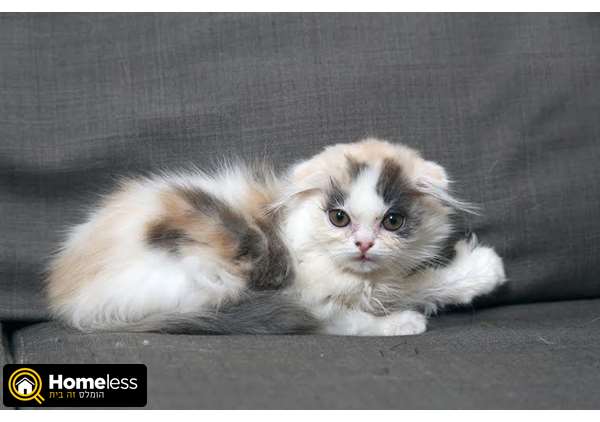 תמונה 3 ,חתולים Scotish Fold   ורה למכירה בפתח תקווה