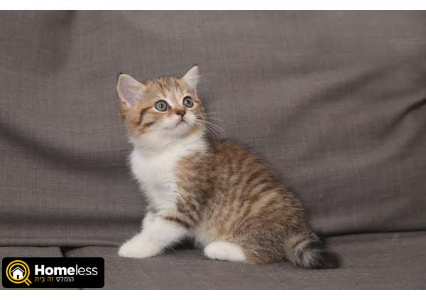 תמונה 4 ,חתולים Scotish Fold   ורה למכירה בפתח תקווה