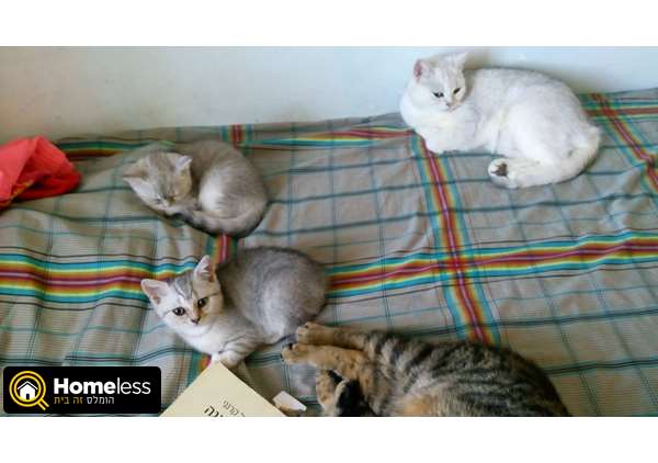 תמונה 3 ,חתולים בריטי קצר שיער   נלה (נקבה), סימבה (זכר) למכירה באשדוד