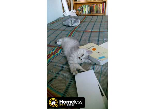 תמונה 4 ,חתולים בריטי קצר שיער   נלה (נקבה), סימבה (זכר) למכירה באשדוד