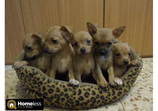 תמונה 1 ,כלבים צ`יוואווה   ציאואה ופינצ'ר מעורב למכירה בטבריה