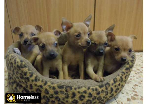 תמונה 3 ,כלבים צ`יוואווה   ציאואה ופינצ'ר מעורב למכירה בטבריה