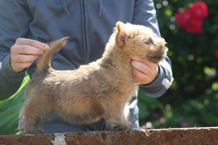 תמונה 2 ,כלבים קאירן טרייר   נוריץ טרייר למכירה באפיקים