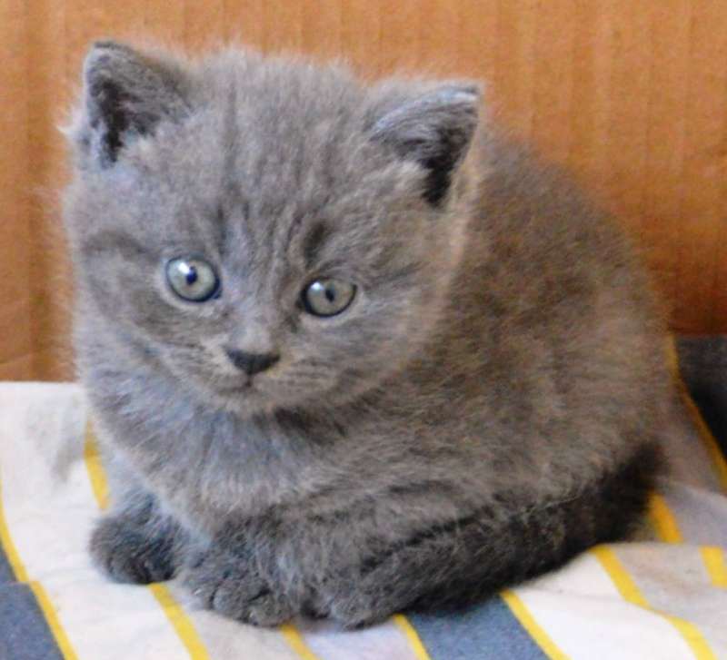 תמונה 1 ,חתולים בריטי קצר שיער   גורים למכירה ביבנה