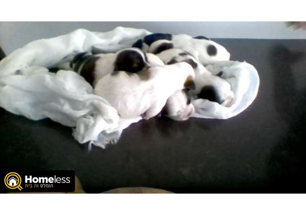 תמונה 3 ,כלבים שי צו   אוריו למכירה בראשון לציון