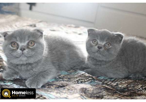 תמונה 1 ,חתולים Scotish Fold   גורים סקוטיים למכירה בהרצליה