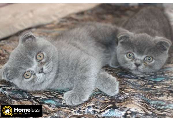 תמונה 2 ,חתולים Scotish Fold   גורים סקוטיים למכירה בהרצליה