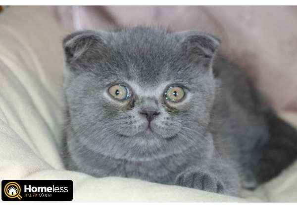 תמונה 3 ,חתולים Scotish Fold   גורים סקוטיים למכירה בהרצליה