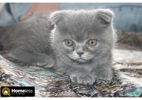 תמונה 4 ,חתולים Scotish Fold   גורים סקוטיים למכירה בהרצליה