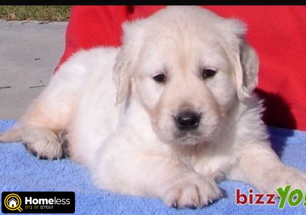 תמונה 1 ,כלבים גולדן רטריבר   גוי למכירה ביוקנעם עילית