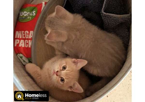 תמונה 2 ,חתולים Scotish Fold   סקוטי סטרייט קצר שיער גזעיים  למכירה בדימונה