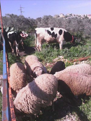 חיות משק כבשים  