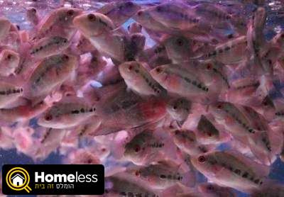תמונה 1 ,דגים ציקלידים   פלאור הורן  למכירה בגן יבנה