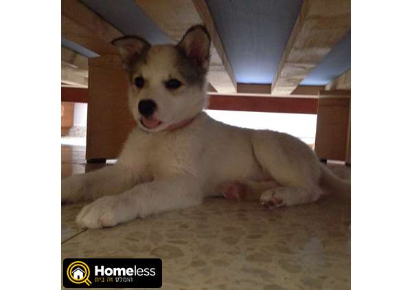 תמונה 3 ,כלבים האסקי סיביר   אקסי סיבירי גזעי גורה למכירה בכרמיאל