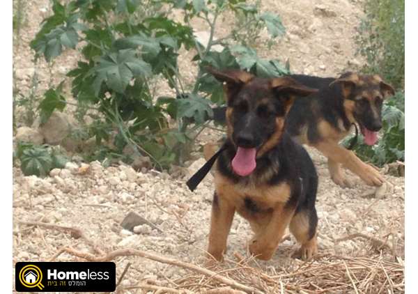 תמונה 4 ,כלבים רועה גרמני   ראובן למכירה בכפר דניאל