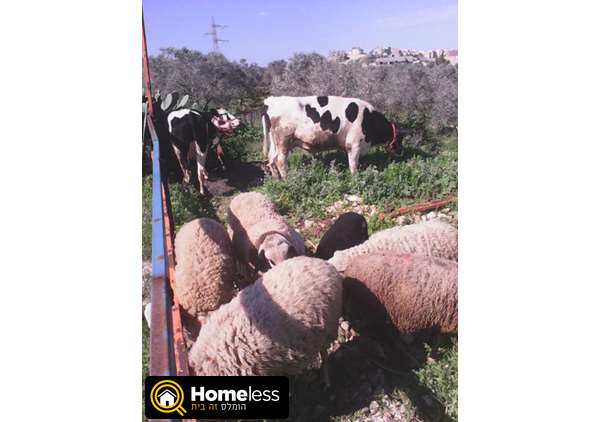 תמונה 1 ,חיות משק כבשים   טלים למכירה ביודפת