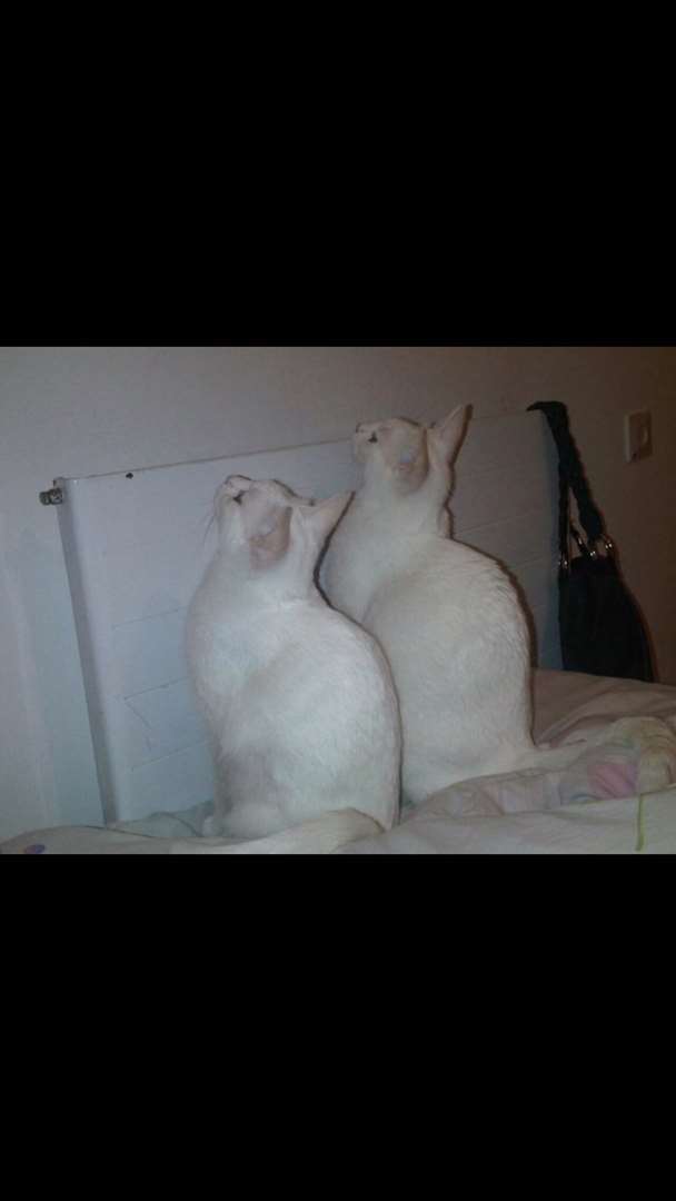 תמונה 3 ,חתולים מעורב   רדבול למסירה בבית שמש