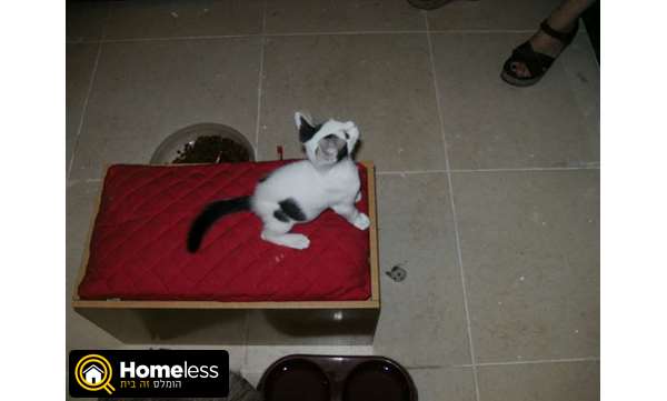 תמונה 2 ,חתולים כללי   פנסיון ביתי דוגסיטינג בתל אביב