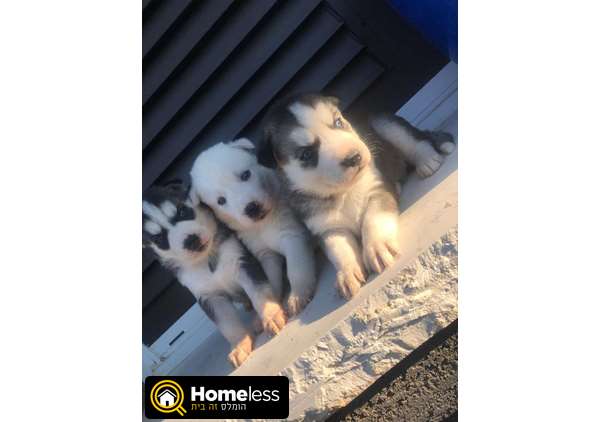 תמונה 3 ,כלבים האסקי סיביר   האסקי סיבירי למכירה בנתיבות