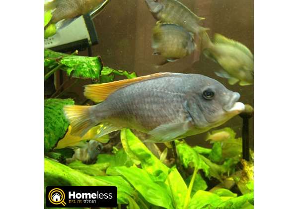 תמונה 3 ,דגים ציקלידים   אייס בלו, גרשקי, קרולאוס למכירה באשדוד