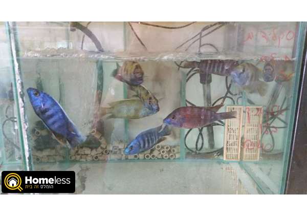 תמונה 1 ,דגים דגים טרופים   דגים למכירה בחיפה
