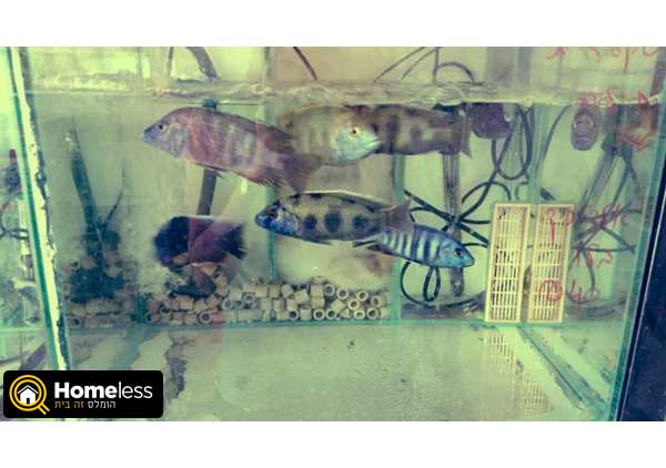 תמונה 3 ,דגים דגים טרופים   דגים למכירה בחיפה
