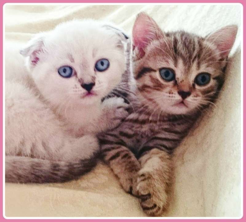 תמונה 1 ,חתולים בריטי קצר שיער   שתי חתולות - בריטי וסקוטי למכירה בבאר שבע