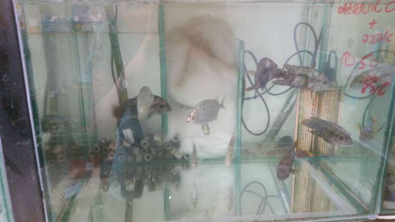 תמונה 2 ,דגים דגים טרופים   דגים למכירה בחיפה