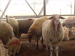 חיות משק כבשים אשדוד והסביבה 