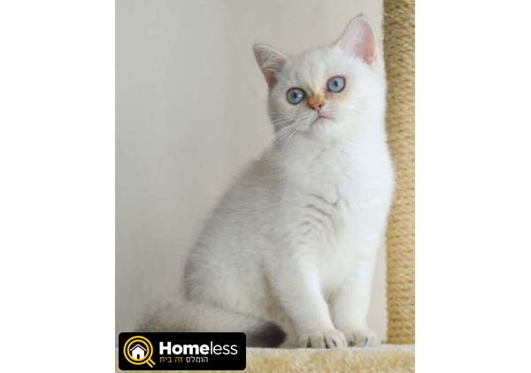תמונה 1 ,חתולים בריטי קצר שיער   חתולים בריטיים גזעיים למכירה בנתניה