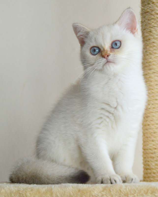 תמונה 1 ,חתולים בריטי קצר שיער   חתולים בריטיים גזעיים למכירה בנתניה