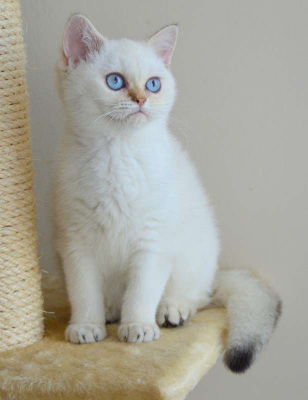 תמונה 2 ,חתולים בריטי קצר שיער   חתולים בריטיים גזעיים למכירה בנתניה