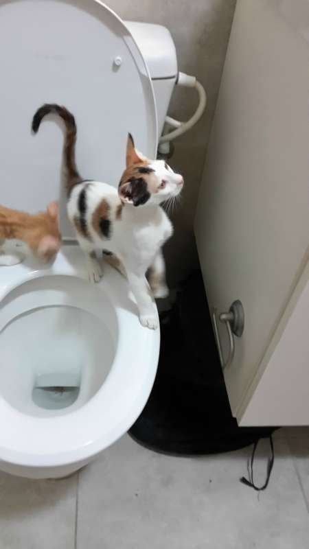 תמונה 2 ,חתולים מעורב   בלה (ׂBELLA) למסירה בנתניה