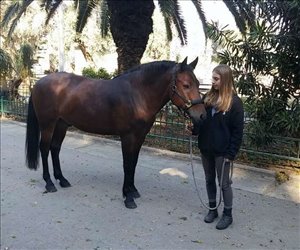 סוסים  ירושלים והסביבה 
