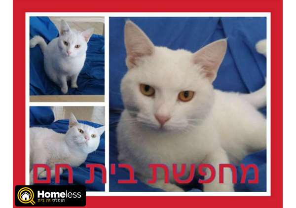 תמונה 1 ,חתולים אחר   נוני למסירה בחיפה