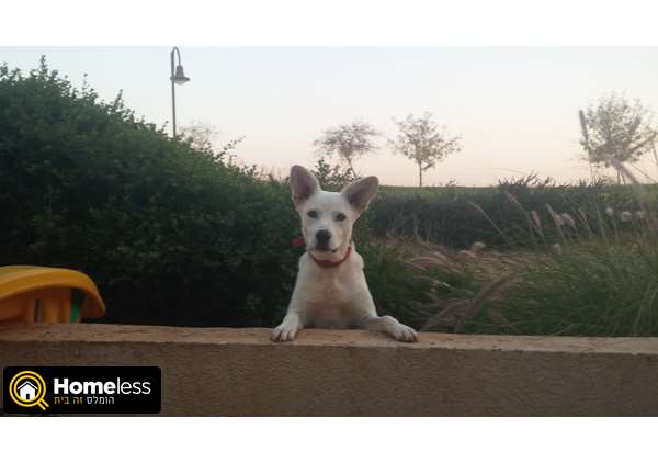 תמונה 3 ,כלבים מעורב   מיה למכירה בבית חשמונאי