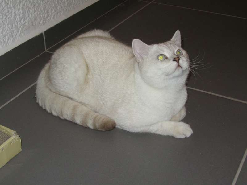 תמונה 4 ,חתולים Scotish Fold   סקוטי לשידוך בנתניה