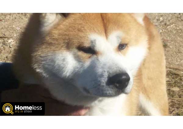 תמונה 1 ,כלבים אקיטה יפני   אקיטה אינו לשידוך בנתניה