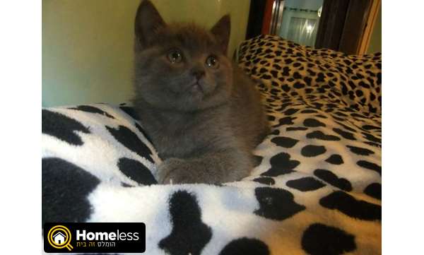 תמונה 1 ,חתולים בריטי קצר שיער   חתול למכירה בכרמיאל