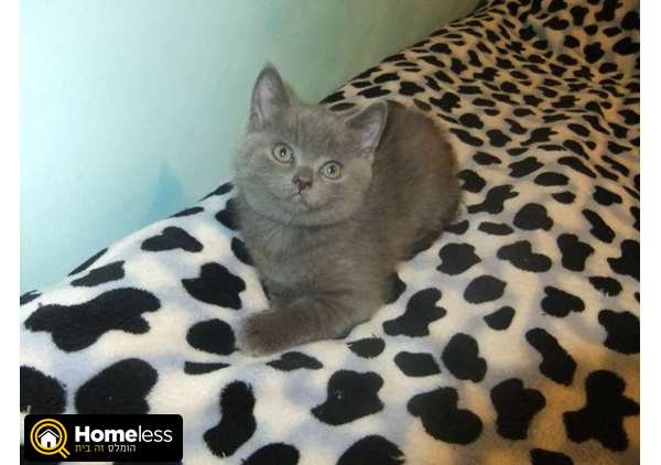תמונה 2 ,חתולים בריטי קצר שיער   חתול למכירה בכרמיאל
