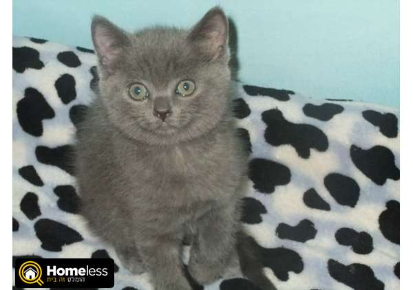 תמונה 3 ,חתולים בריטי קצר שיער   חתול למכירה בכרמיאל