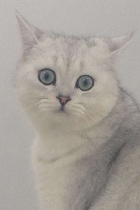 תמונה 1 ,חתולים בריטי קצר שיער   יונה לשידוך במטולה