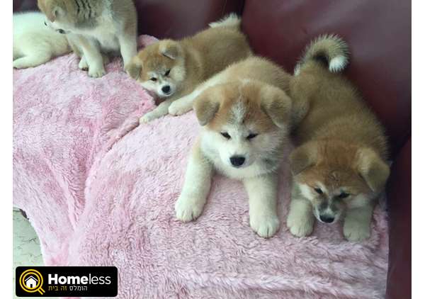תמונה 2 ,כלבים אקיטה יפני   אקיטה יפני למכירה ברמת גן