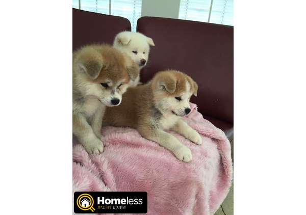 תמונה 3 ,כלבים אקיטה יפני   אקיטה יפני למכירה ברמת גן