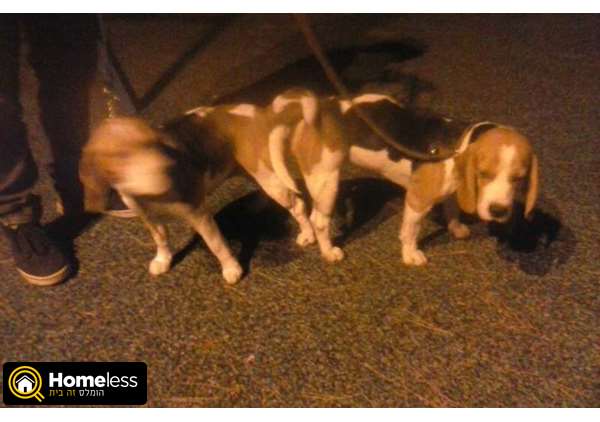 תמונה 3 ,כלבים ביגל   גורים למכירה בתלאביב